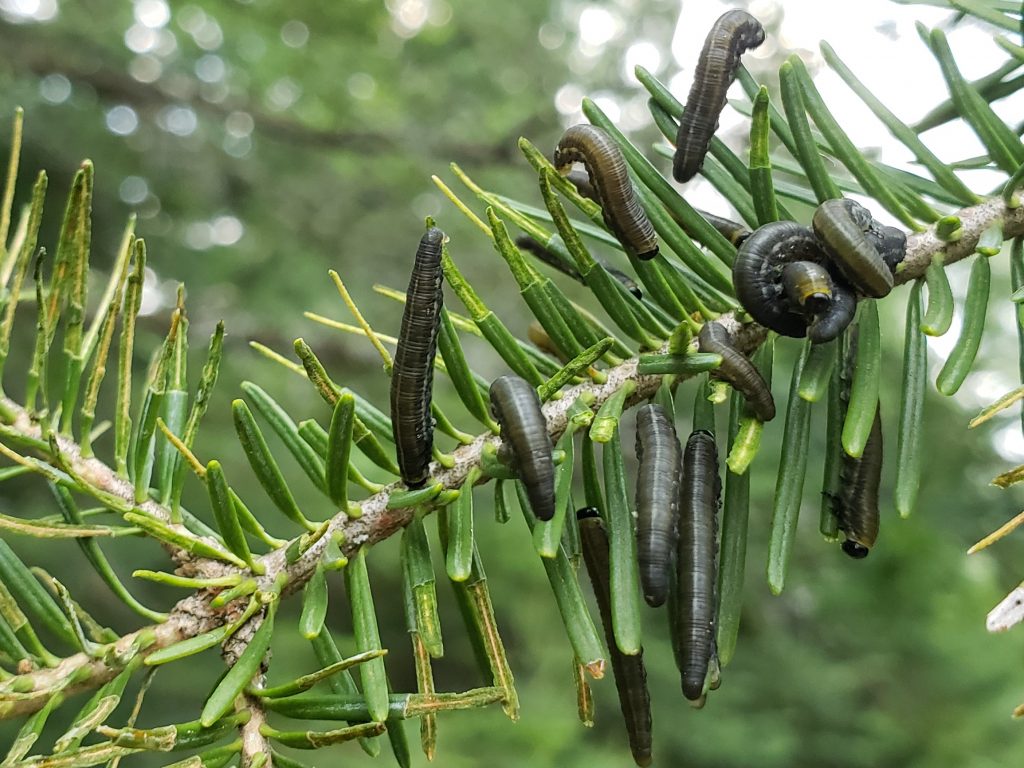 Balsam fir sawfly defoliation showing feeding on the outer parts of the needles.  