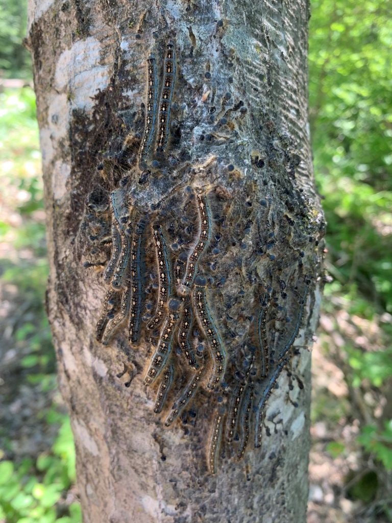 Many forest tent caterpillars gathered together on a tree.