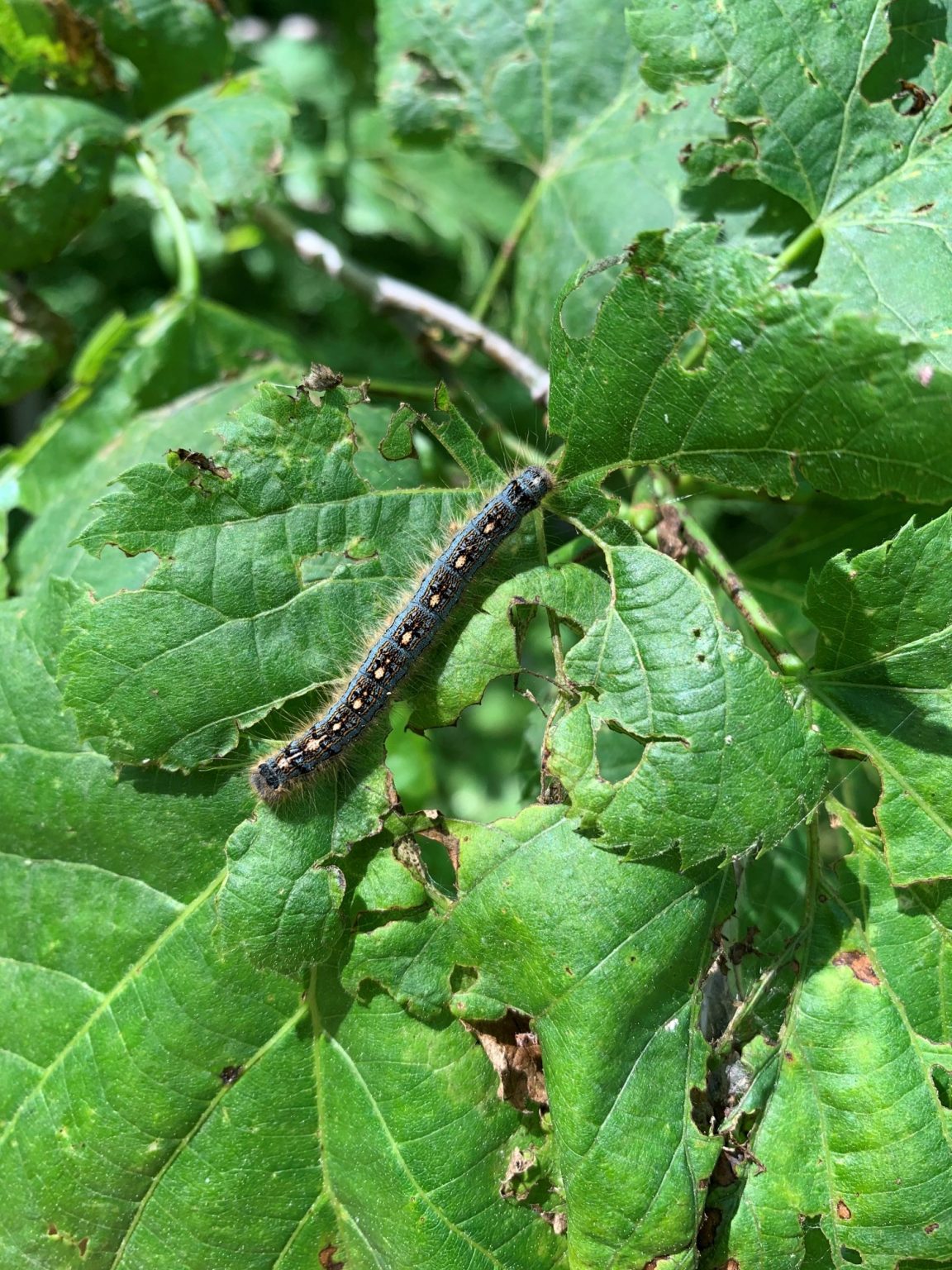 Be On The Lookout For Forest Tent Caterpillar