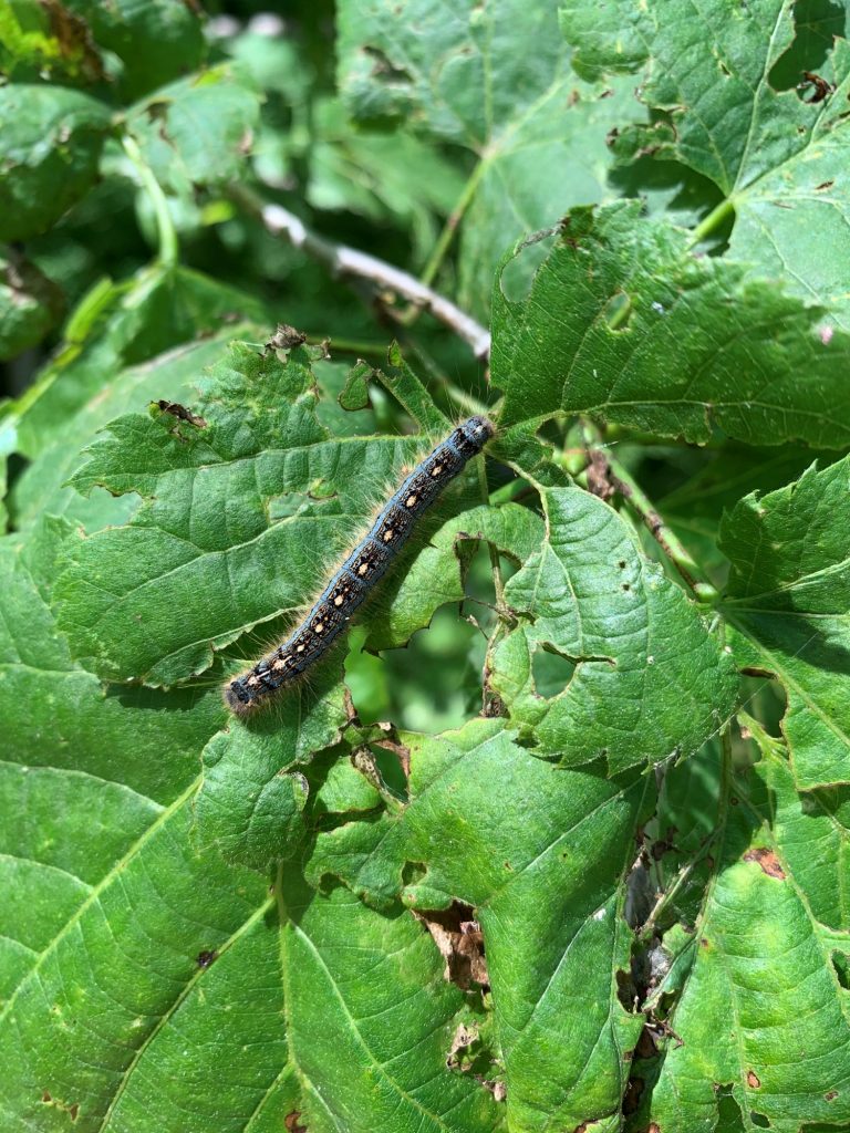 Forest tent caterpillar on foliage