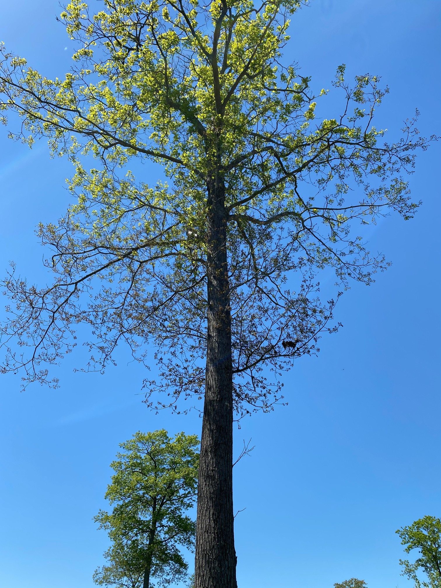 Oaks Hit Hard By Frost/Freeze Prior To Memorial Day
