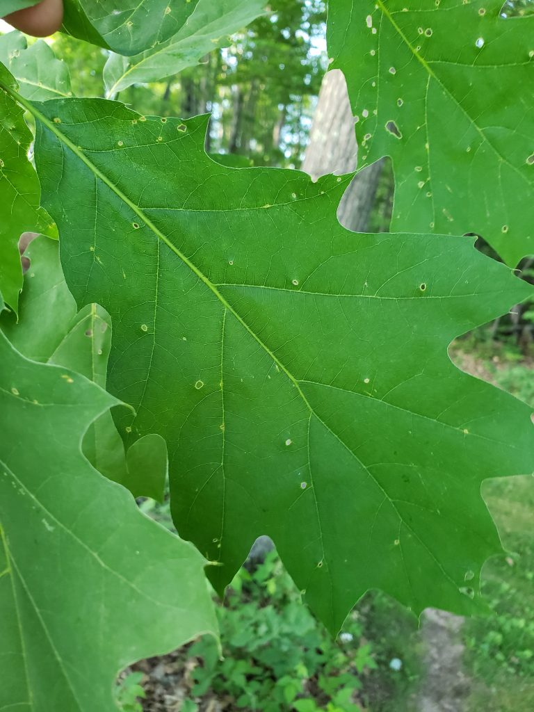 Small holes in the leaf, often with similar holes on the both sides of the main vein, indicate damage from oak shothole leafminer adults.
