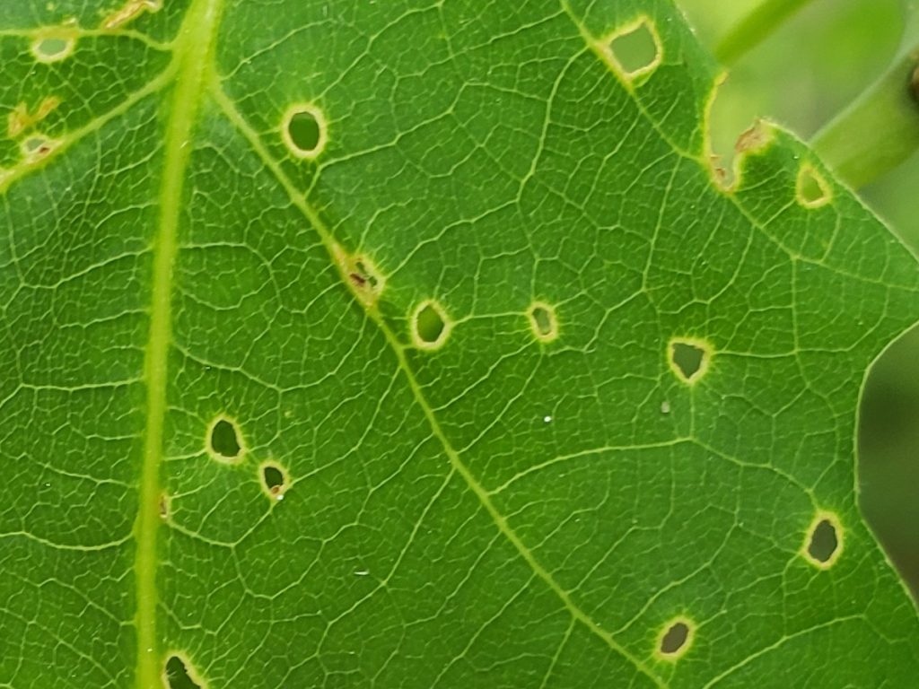 Holes caused by shothole leafminer have smoother edges than those created by the feeding of spiny oak sawfly. 