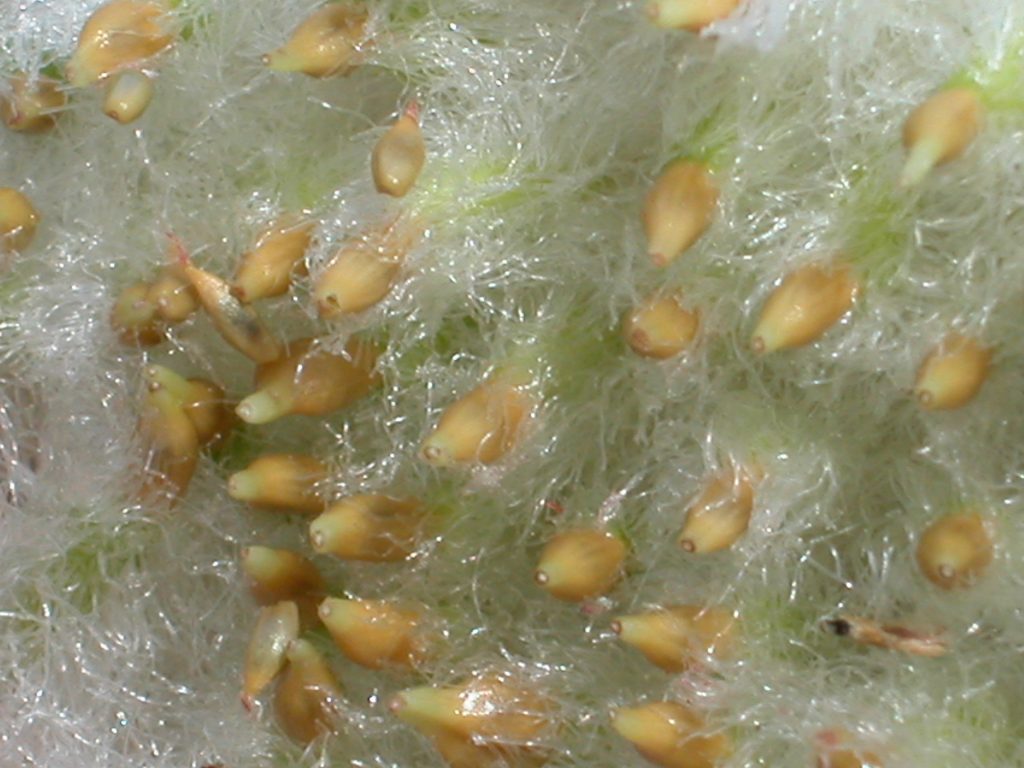 A seed-like larval chambers inside wool sower gall
