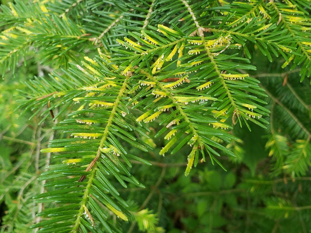 Bright yellow needles are infected with balsam fir needle rust.