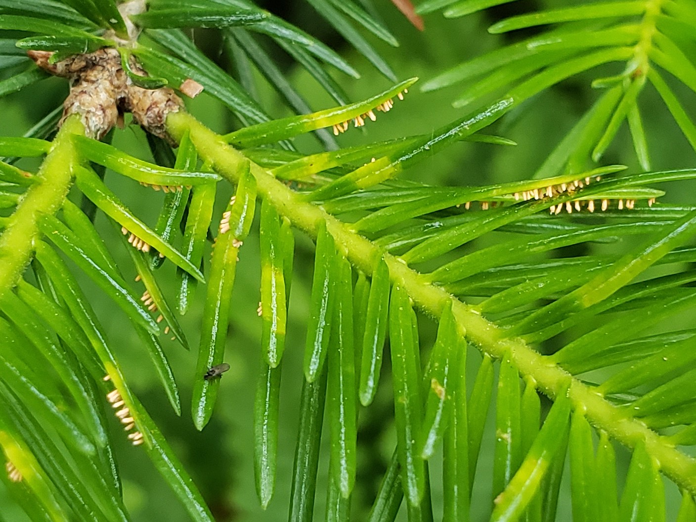 Balsam Fir Needle Rust