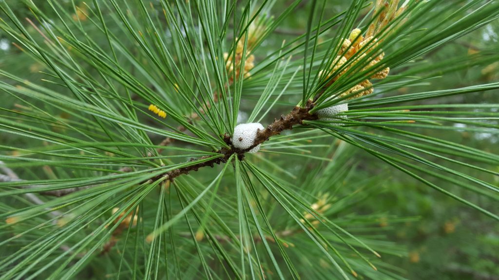 Spittle masses on this white pine are protecting the nymphal stage of pine spittlebug. 