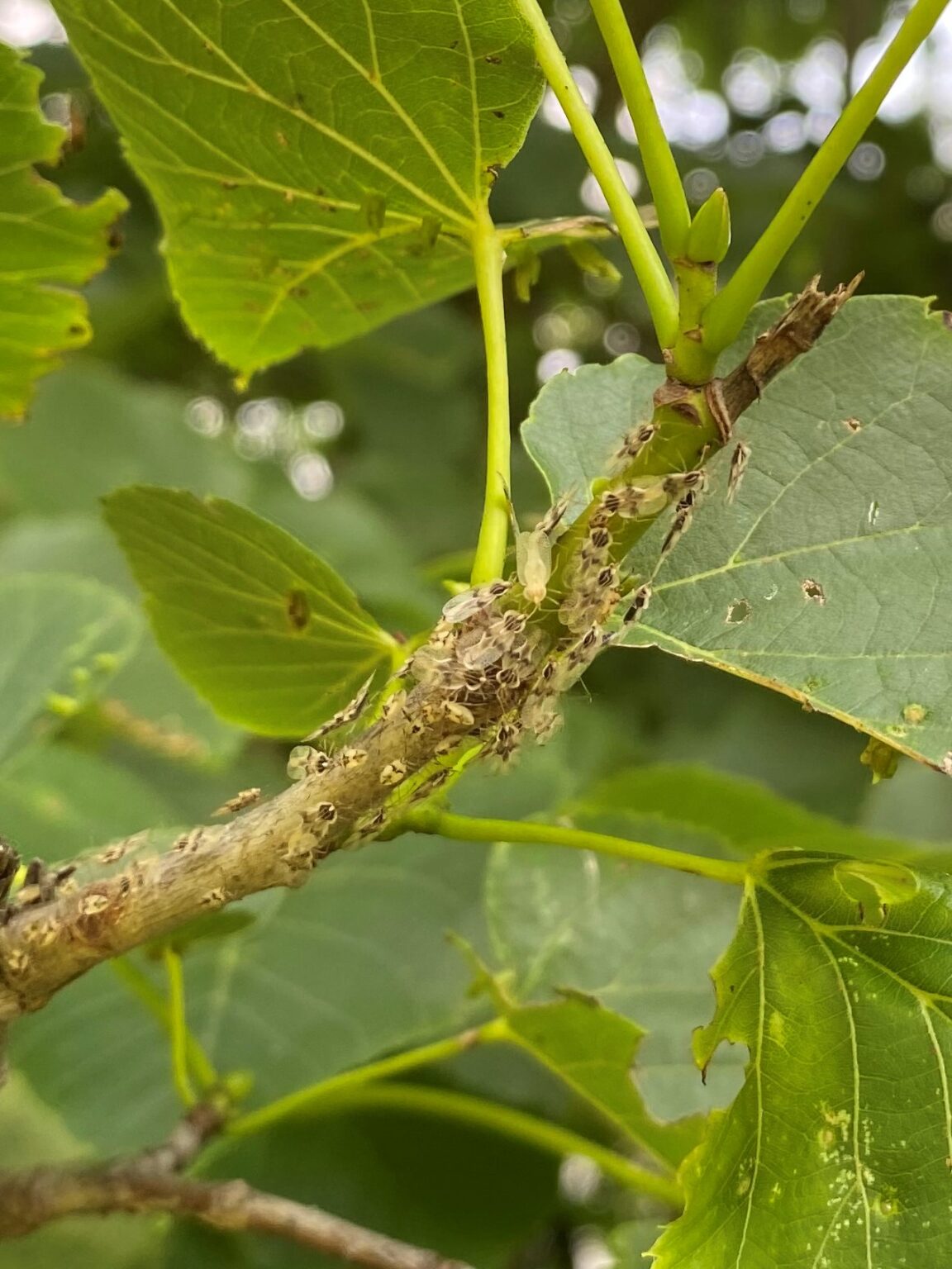 Lacebugs: Delicate But Damaging