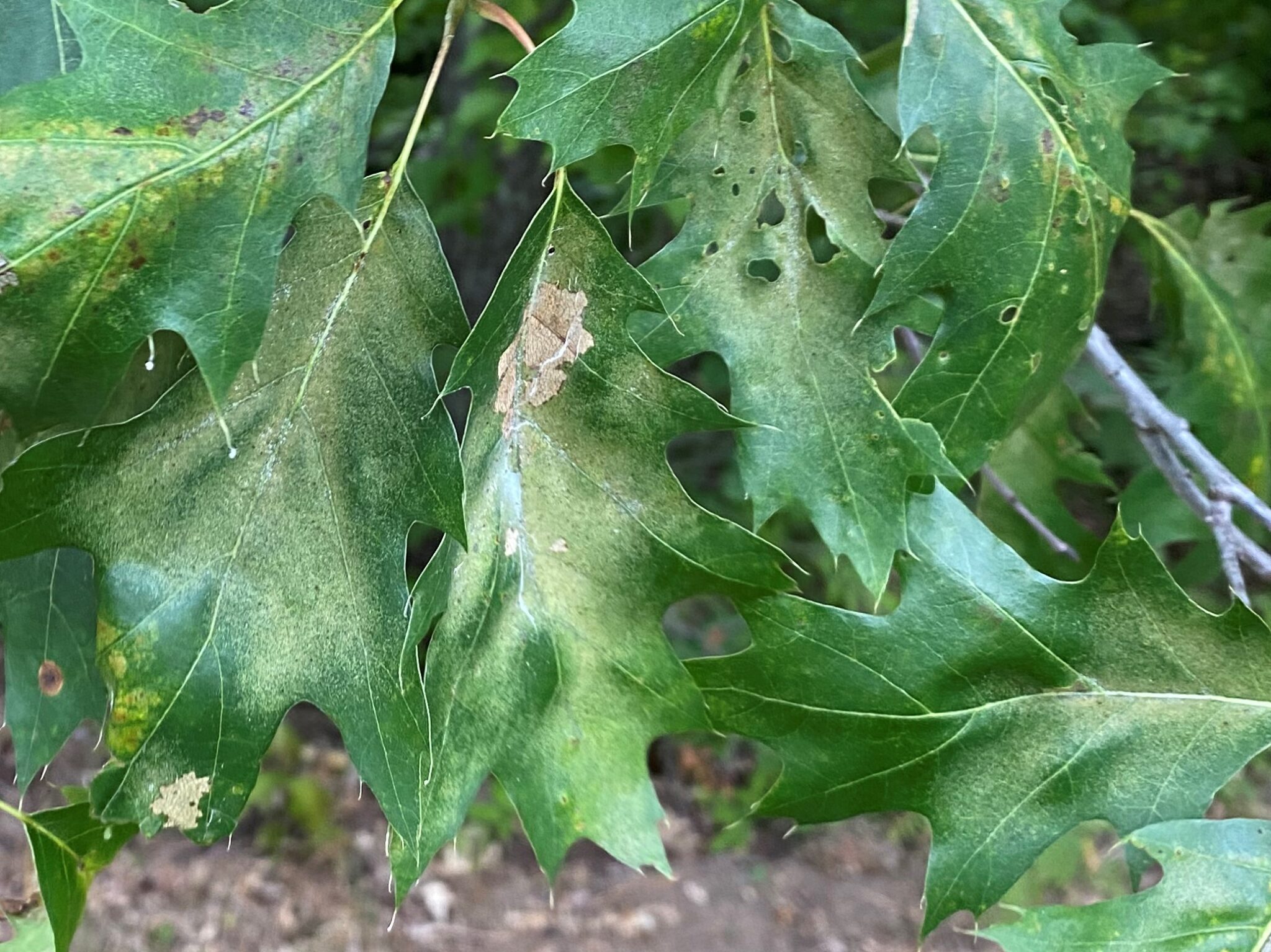 Oak Leaves Turning Brown? There Are Several Reasons This Year.