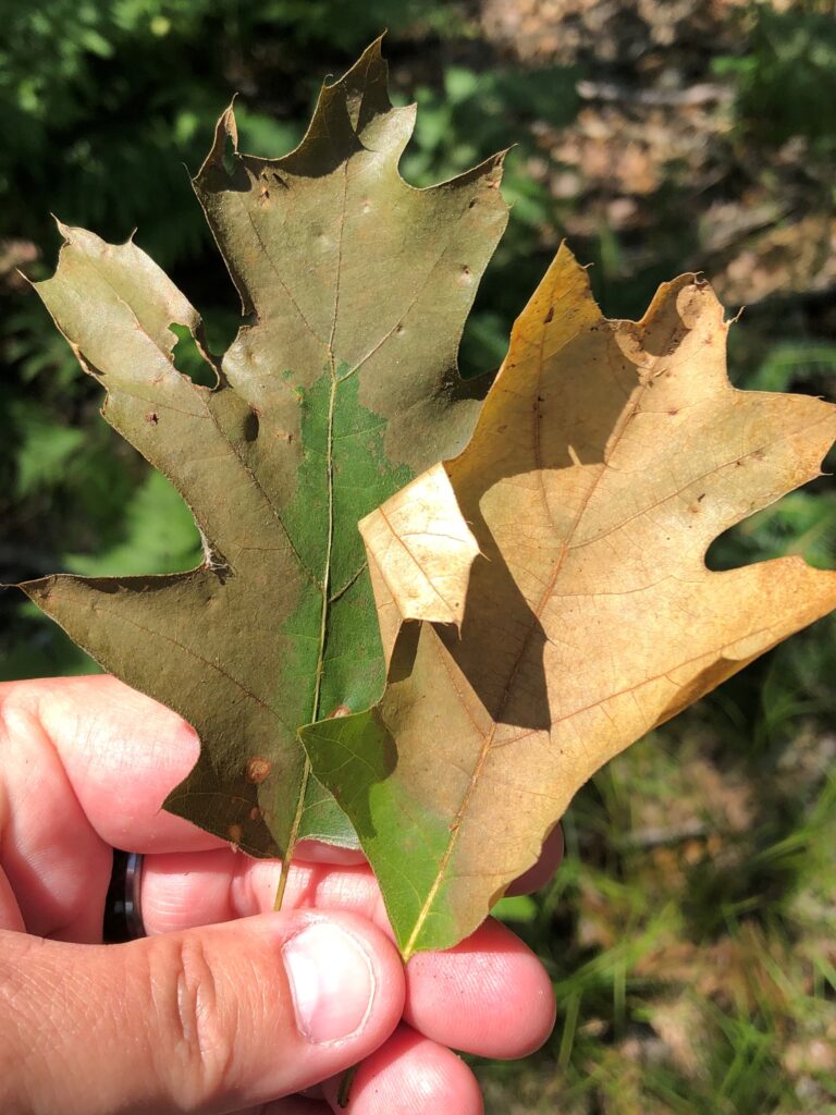 red oak tree leaves curling up