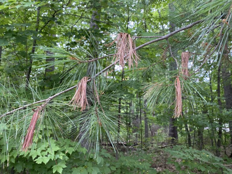 White Pine Branch Tips Red And Wilting