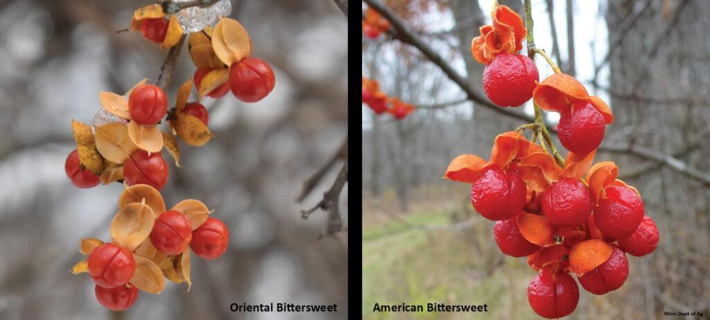 Side-by-side comparisons showing Oriental Bittersweet versus American Bittersweet fruit color and growth position on stem. 