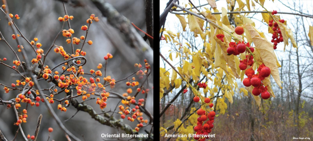 Side-by-side comparisons showing Oriental Bittersweet versus American Bittersweet fruit color and growth position on stem. 