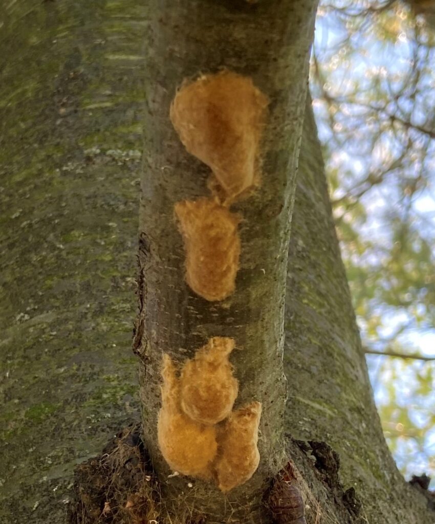 Five small gypsy moth egg tan masses on a single tree branch in Walworth County.