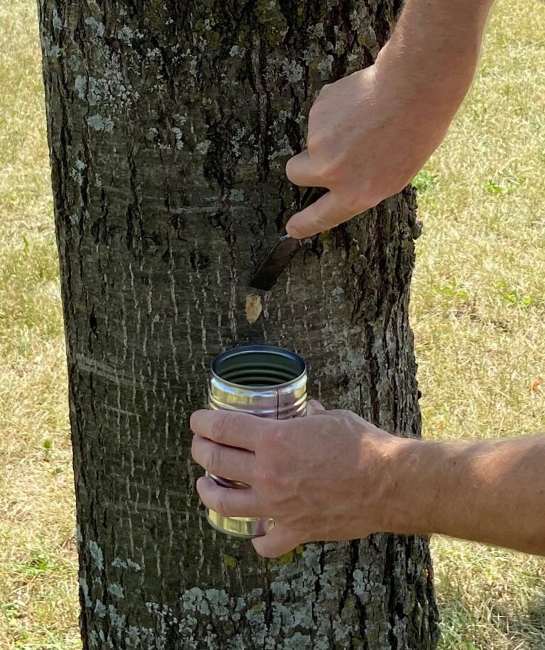 Take Action! Look For Gypsy Moth Egg Masses