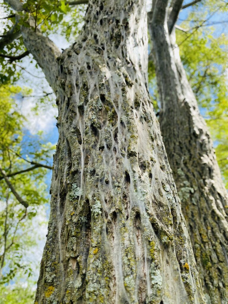 Fine webbing covers walnut tree trunk.