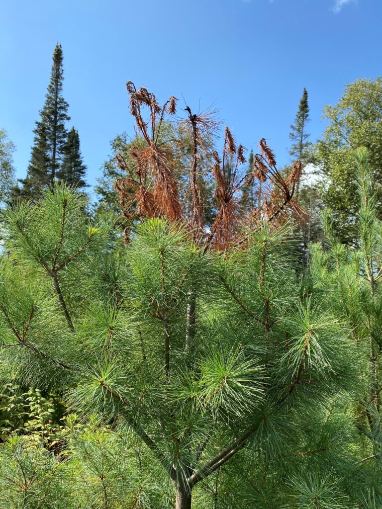 A white pine tree with a cluster of dead twigs caused by a white pine weevil attack.