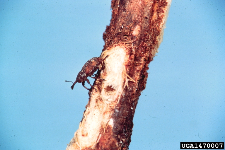 A single, brown-colored white pine weevil insect on tree branch with damaged bark.