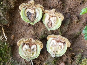 Two acorns cut in half showing areas eaten away by acorn weevil larvae.