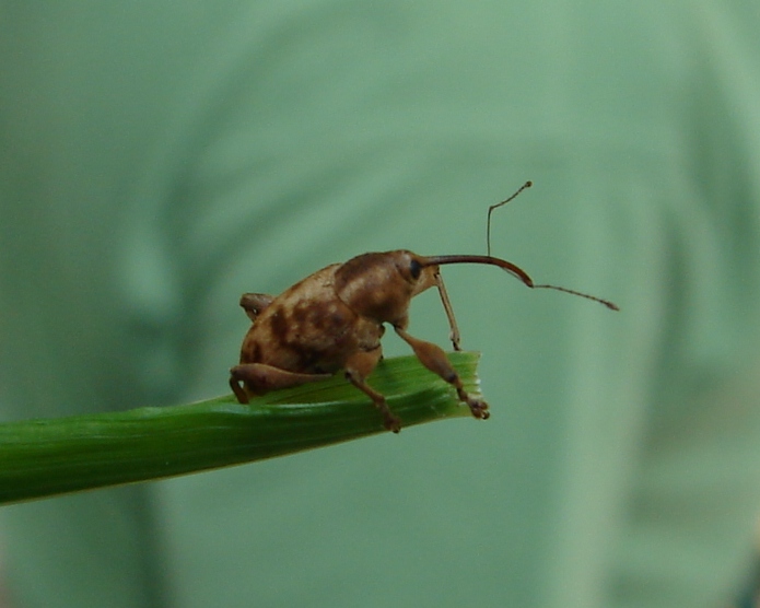A brown and tan adult acorn weevil, a little larger than a tic tac, with a snout that is used to chew into acorns. 