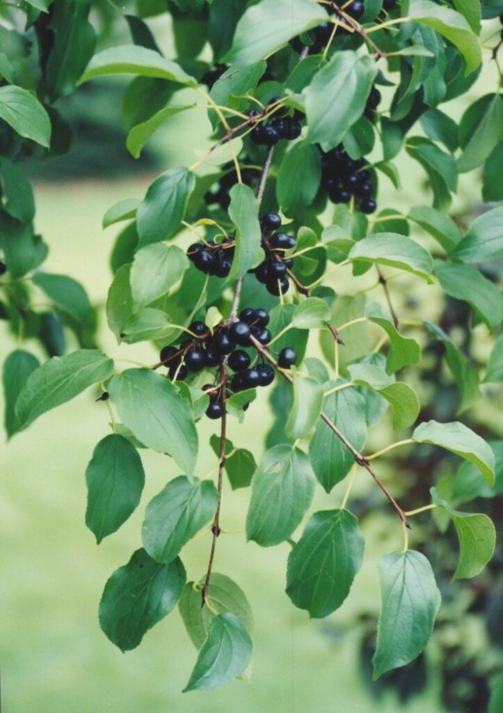 Common buckthorn with green leaves and dark purple/black berries.