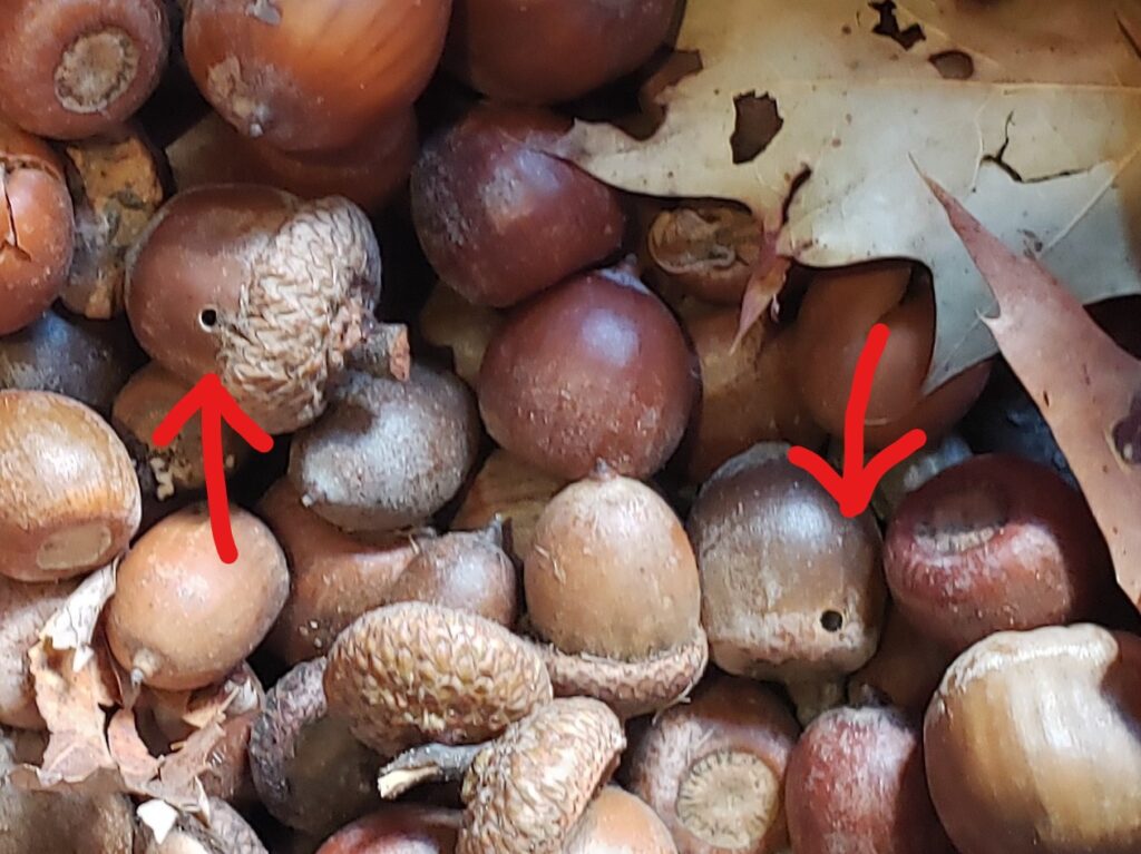 In a pile of brown and tan acorns, two have small round pencil-tip sized holes caused by acorn weevil larvae burrowing out from the inside.