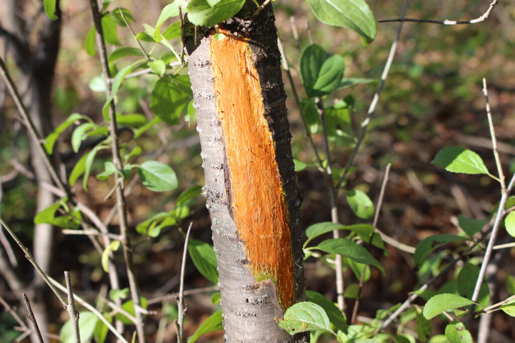 The trunk of a common buckthorn plant with a large portion of the bark cut away to show the orange inner bark. In the background are several more stems of buckthorn with green leaves. 