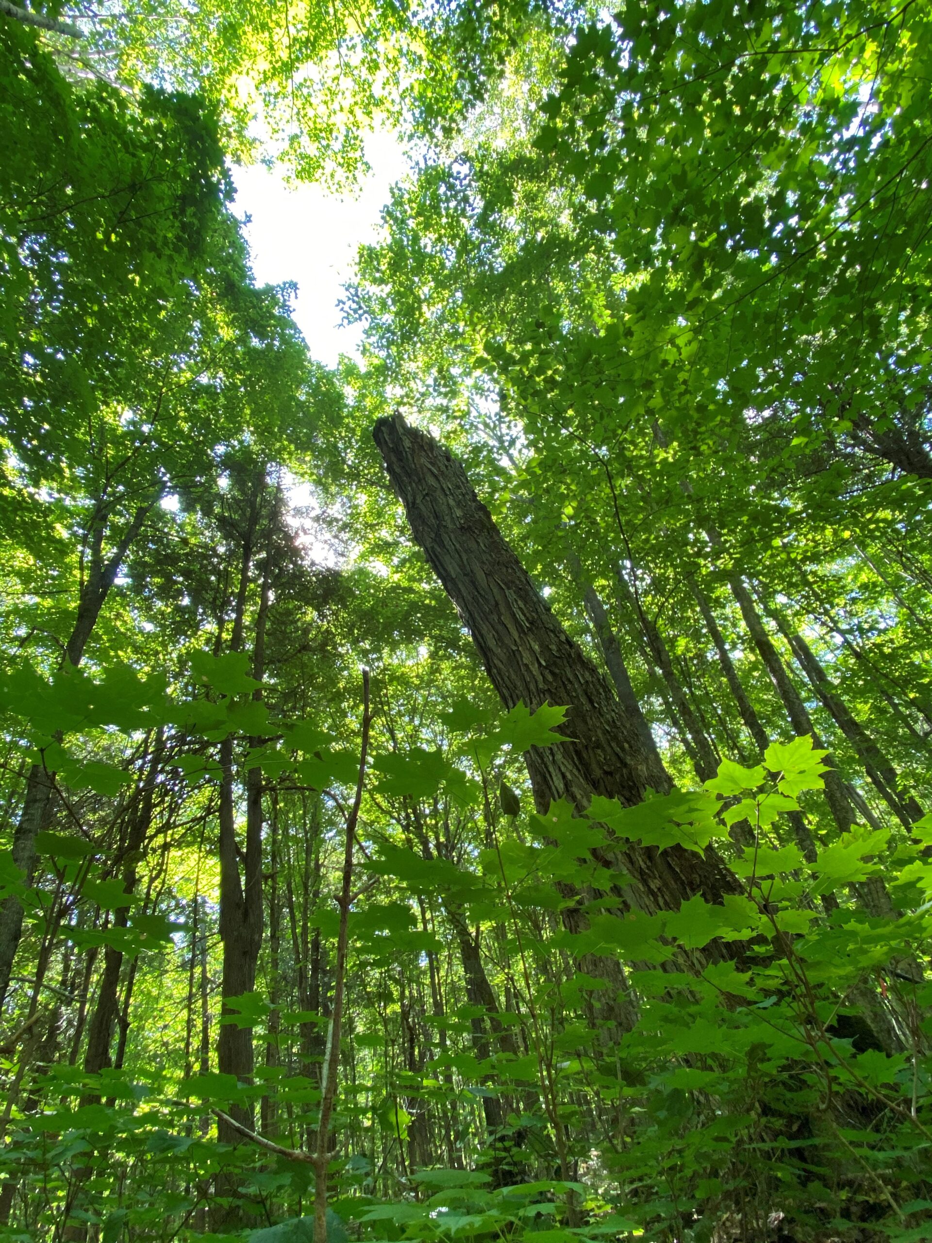 Single Tree Selection