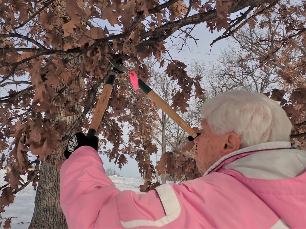 Person uses branch cutters to prune oak tree with brown leaves during the winter.