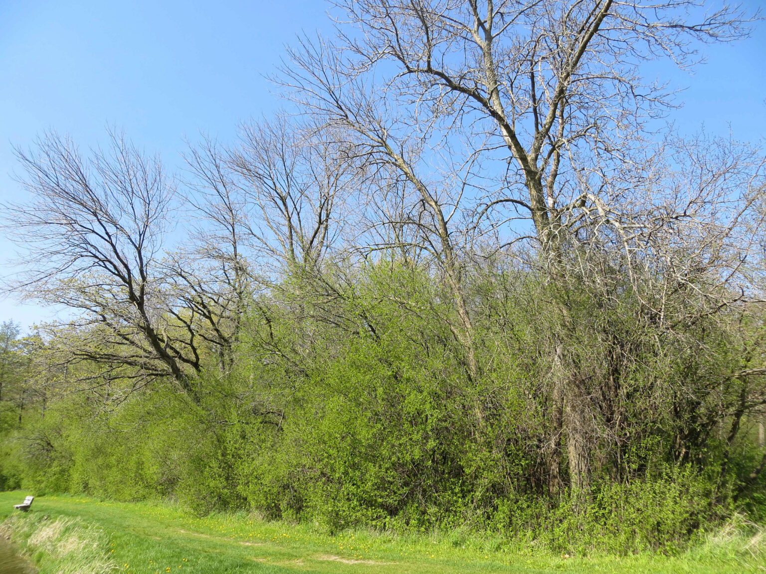 DNR, UW Offer Fall Invasive Plants Workshops