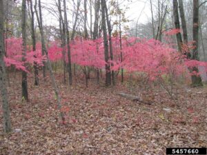 Woodlot in fall, most trees have lost their leaves which are covering the ground. Several burning bush shrubs still with their bright red leaves stick out against the brown backdrop.