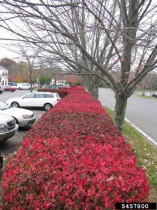 A parking lot in a residential area with a landscaped boulevard. Burning bush shrubs with their bright red foliage are neatly pruned alongside mowed grass and taller landscaped trees. 