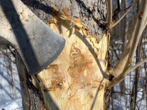 S-shaped markings in an ash tree trunk where a hatchet has removed the bark.