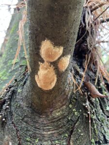 Three tan-colored lumps about the size of a nickel or a quarter are spongy moth egg masses on the underside of a pine branch in Walworth County.