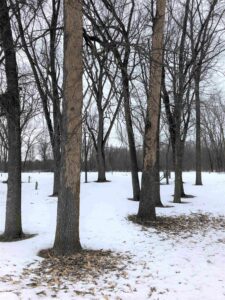 Ash bark lies on the snow beneath heavily “flecked” ash trees at Sheboygan Marsh County Park.
