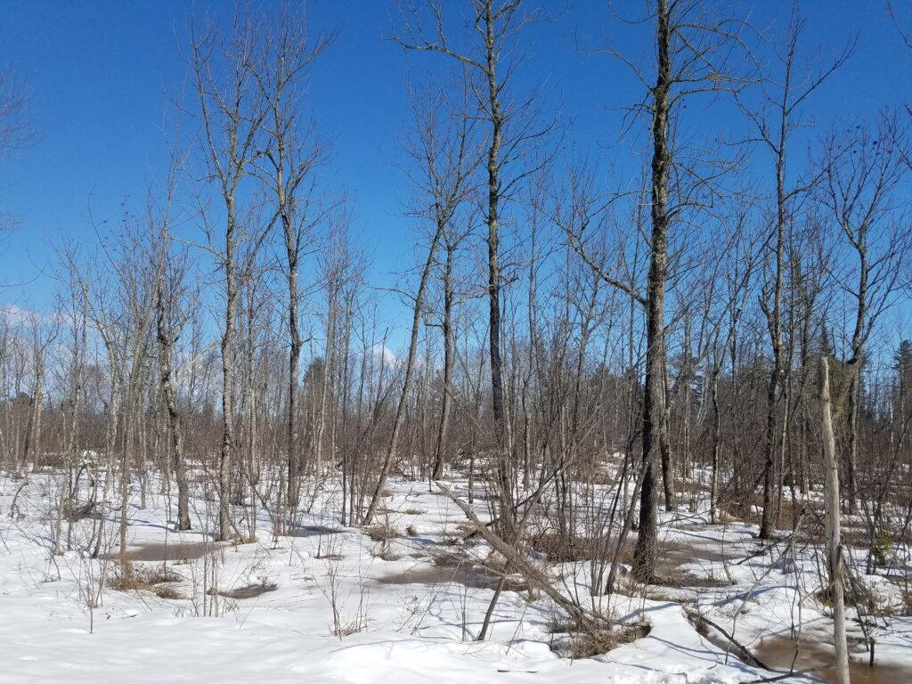 Numerous, infested black ash trees in a swamp environment.