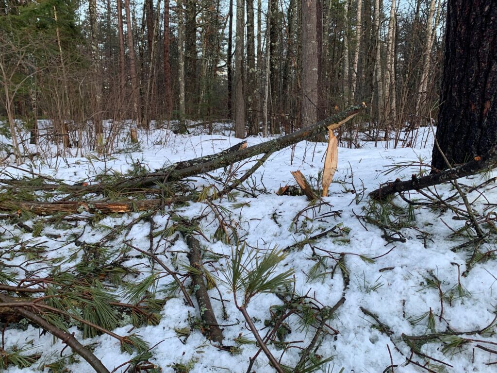 Recent ice storms have knocked down many branches
