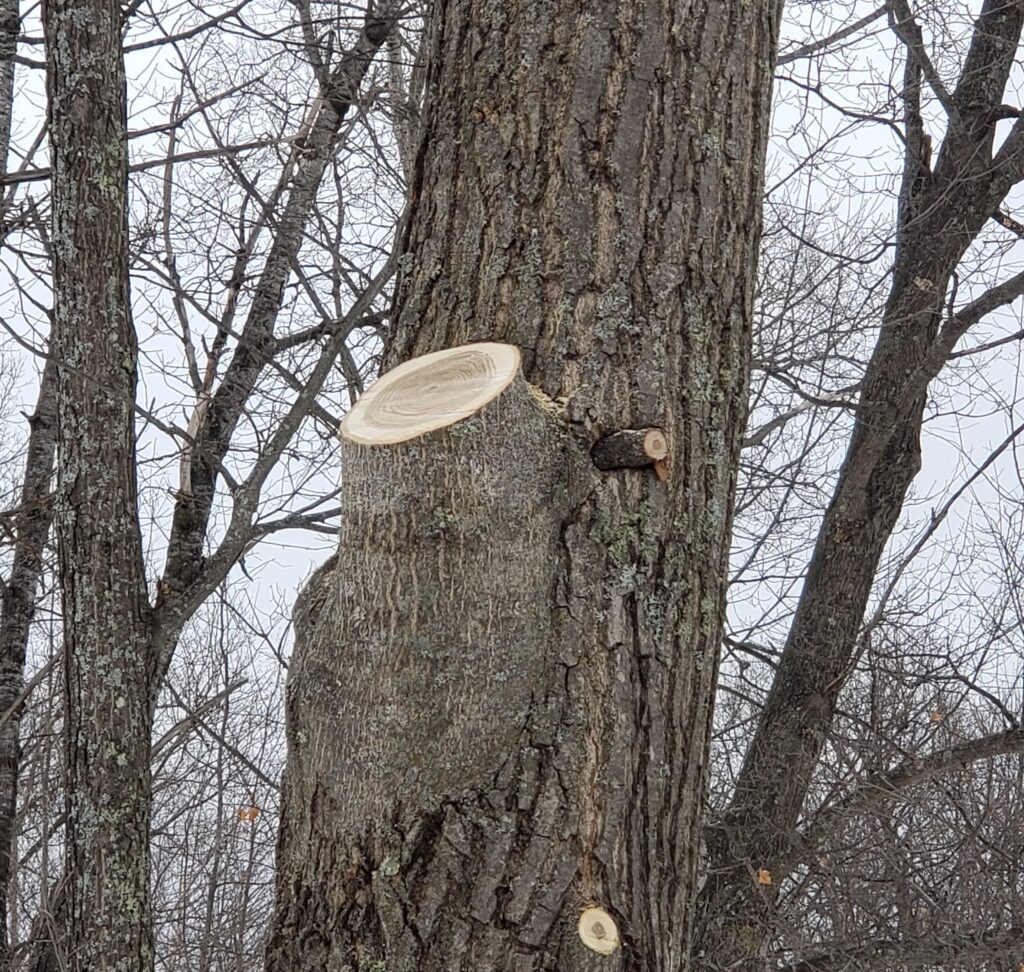 A large oak tree in a wooded area has fresh wounds from branches being sawed off.