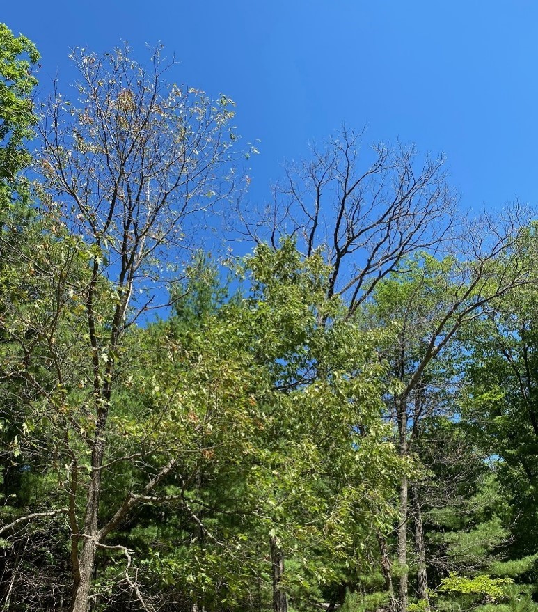 A wooded area with expanding oak wilt disease
