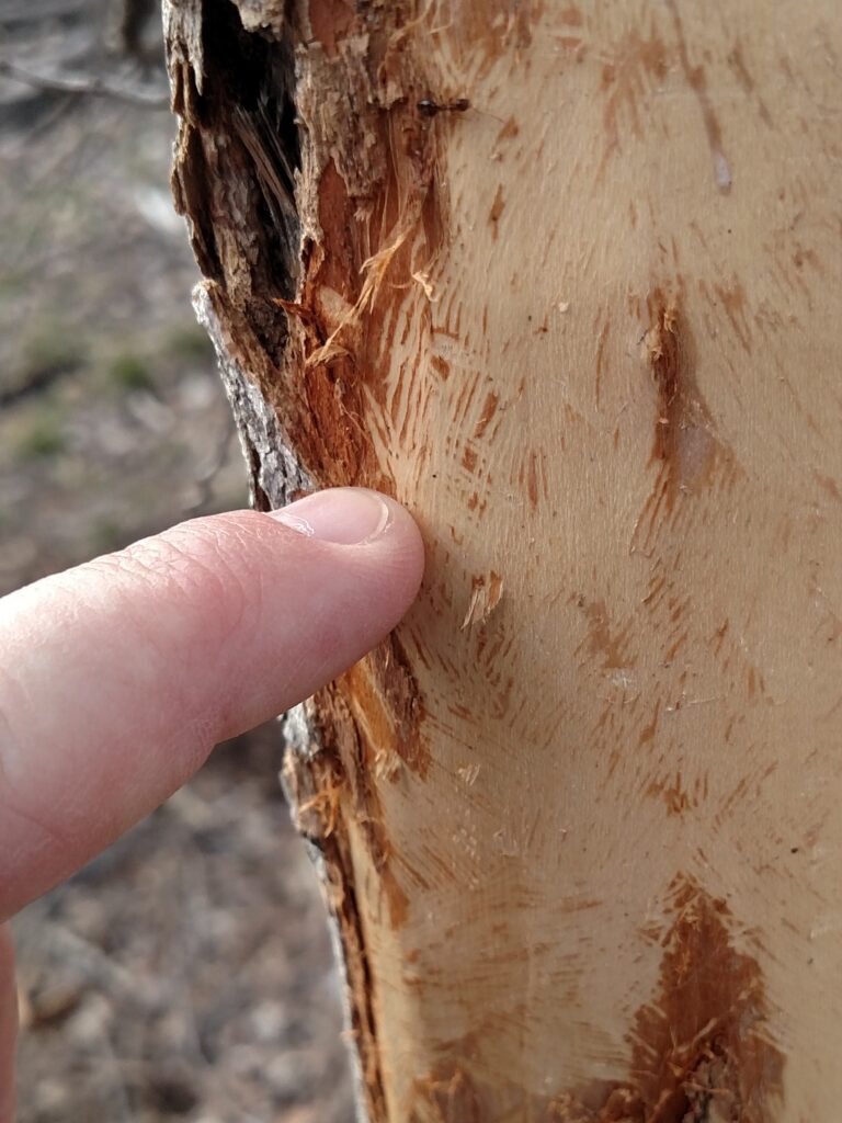 Finger pointing at tooth marks on the wood of a maple that squirrels stripped of bark.