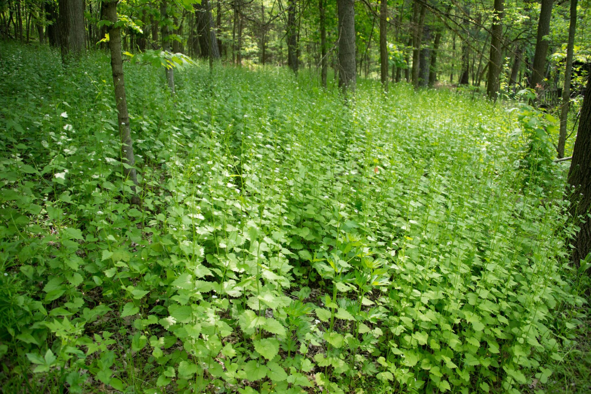 April Showers Bring May Garlic Mustard