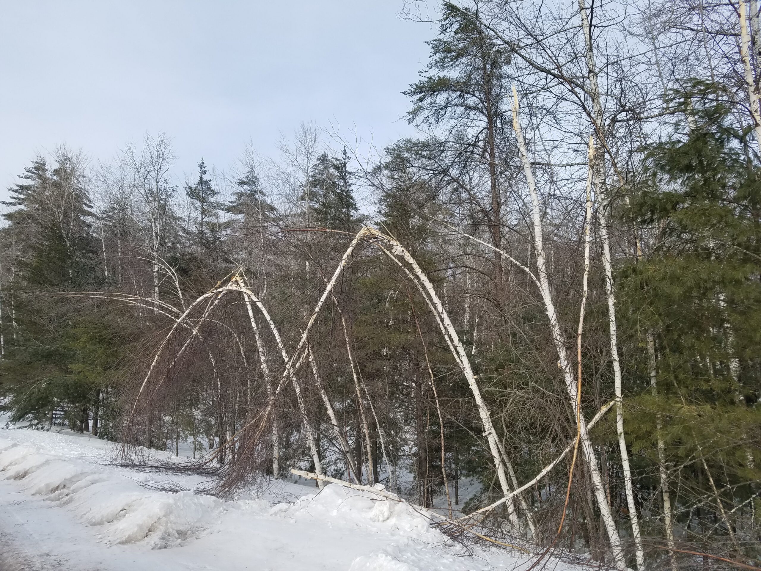 Broken birch stems on forest edge.