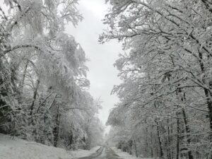 Snow weighs down branches of trees that line a road.