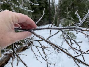 Branch with thick ice coating caused by freezing rain.