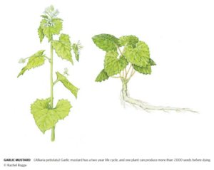 Two side-by-side illustrations depict the first- and second-year life stages of garlic mustard.