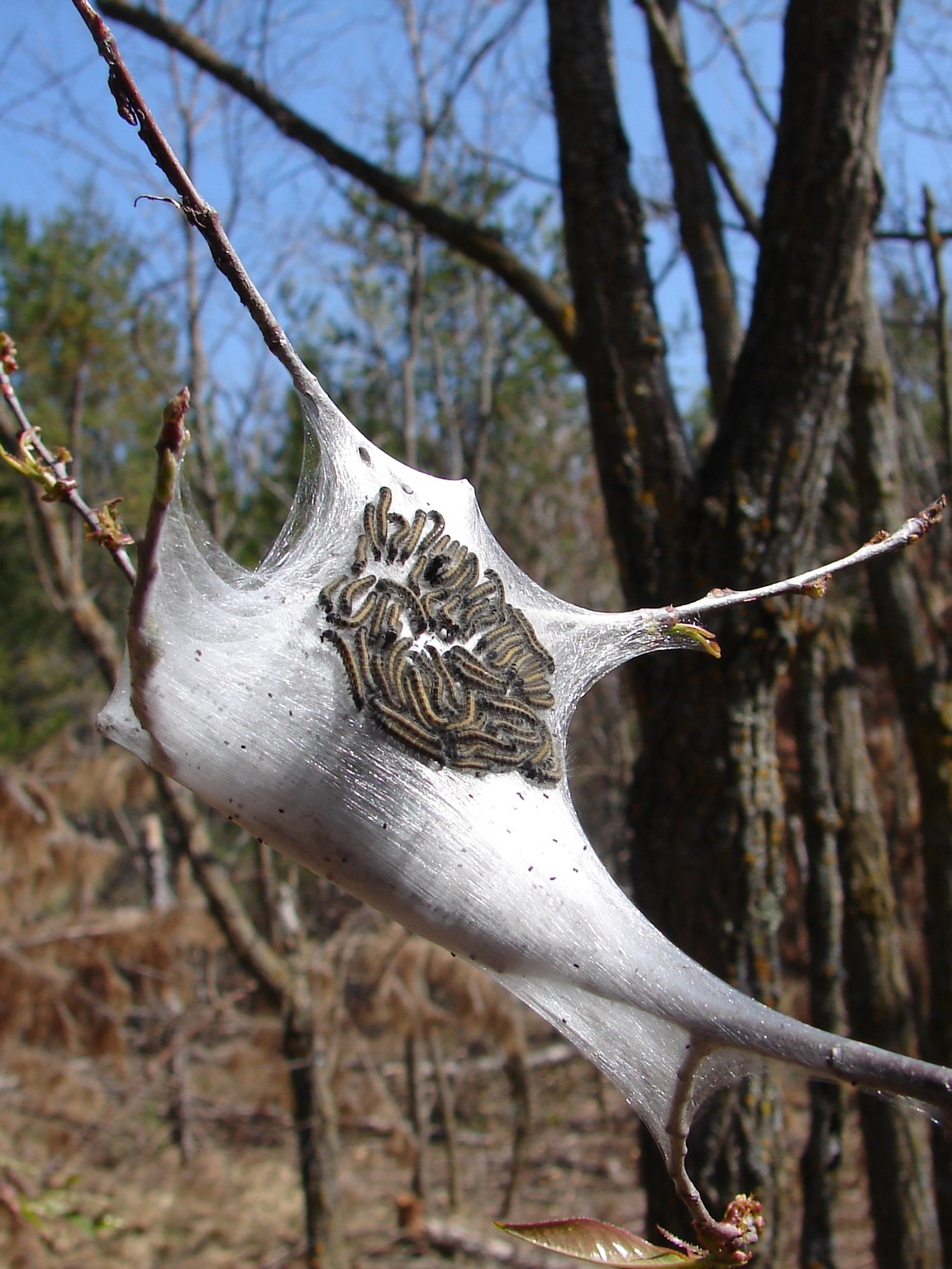 A white web nest between tree branches has many eastern tent caterpillars resting on it.