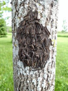 A group of many forest tent caterpillars on the bark of a tree.