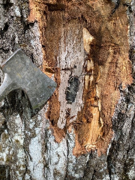 Bark was peeled to show the small grey pressure pad that the oak wilt fungus creates.