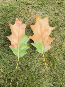 An image of two red oak leaves that are part brown and part green, symptomatic of oak wilt infection.