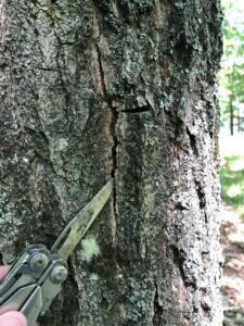A small crack in tree bark that indicates an oak wilt pressure pad is underneath.